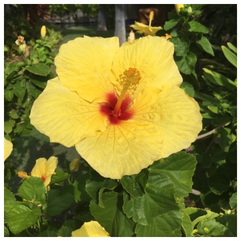 Tropical Flowers